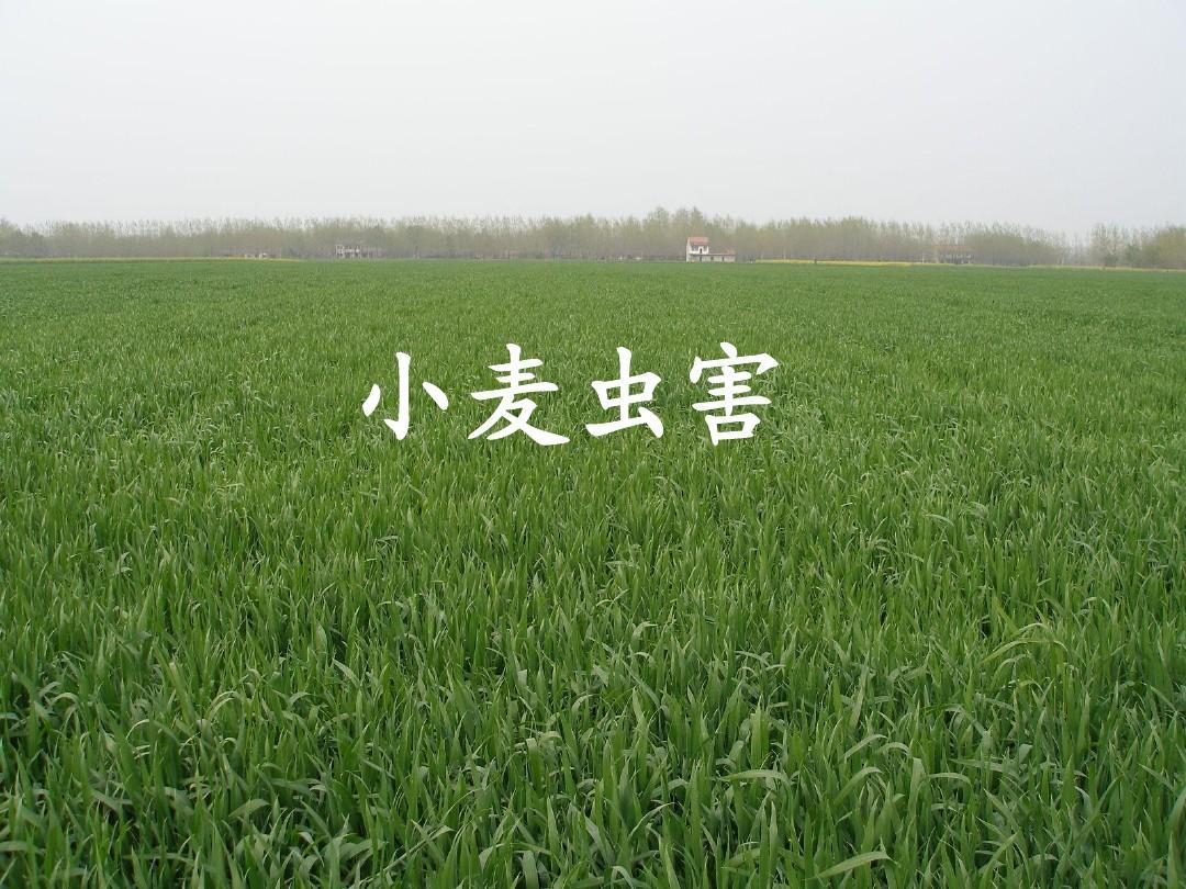 小麥種植技術與病蟲害防治